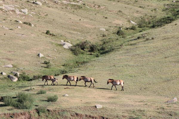Khustai National Park 2
